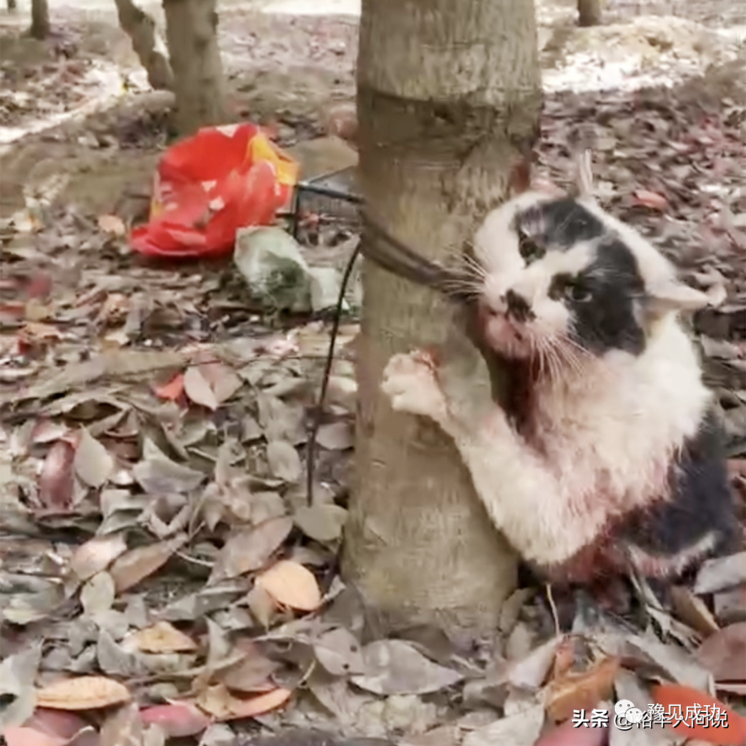 网红“杰克辣条”虐猫画面曝光！绑树上用钳子夹猫爪，评论区沦陷  第9张