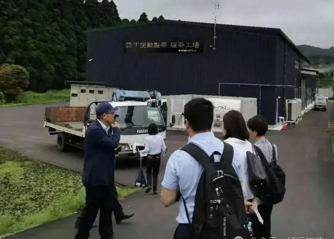 农夫山泉董事长钟睒睒冒雨考察日本茶叶产区