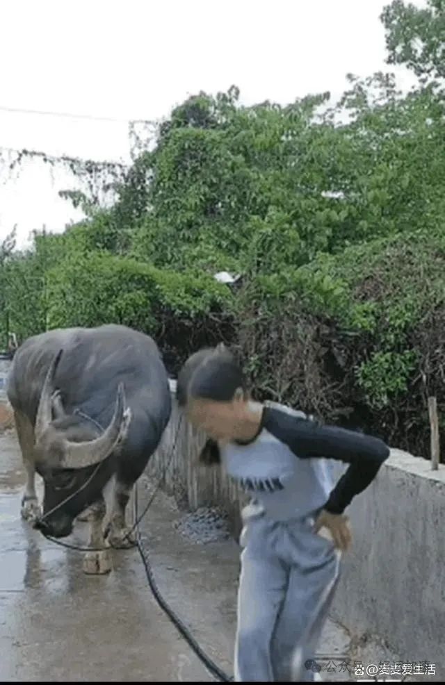 女子牵牛回家，独自站桥边发呆！不料，牛做出一个动作，令人惊讶  第3张