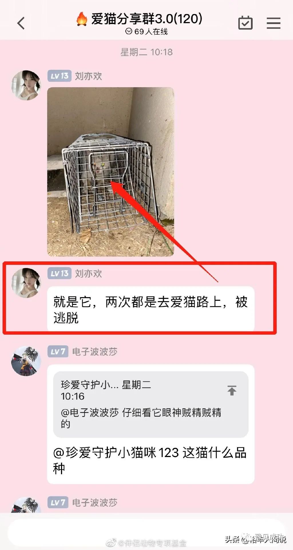 网红“杰克辣条”虐猫画面曝光！绑树上用钳子夹猫爪，评论区沦陷  第12张