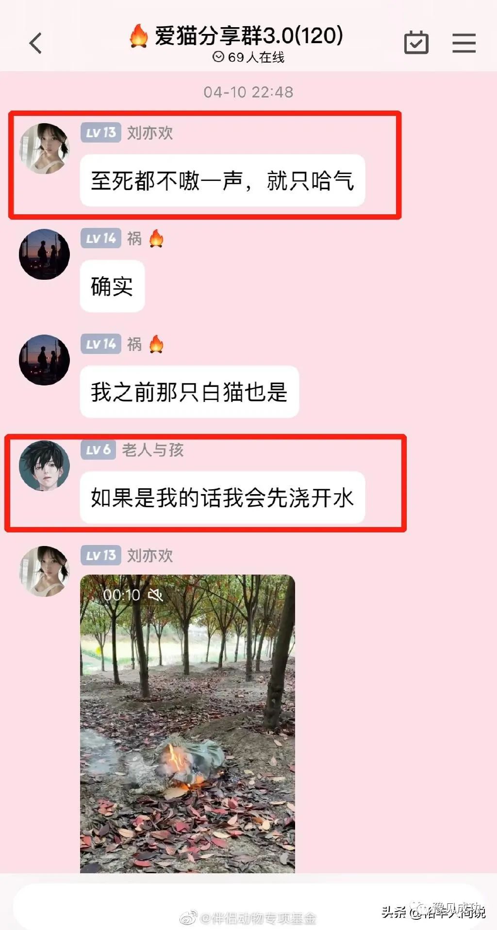 网红“杰克辣条”虐猫画面曝光！绑树上用钳子夹猫爪，评论区沦陷  第13张