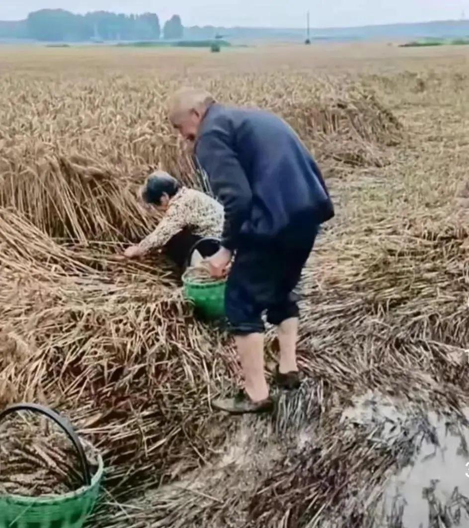 农民亏损大了，发芽麦子三毛六一斤！老人哭了！农民哭了！心疼