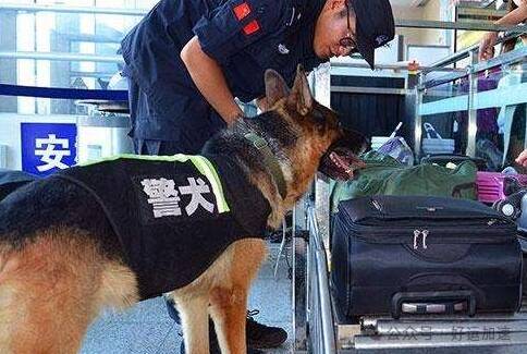 警犬对着女子行李袋狂叫，打开袋子后，警察笑翻了