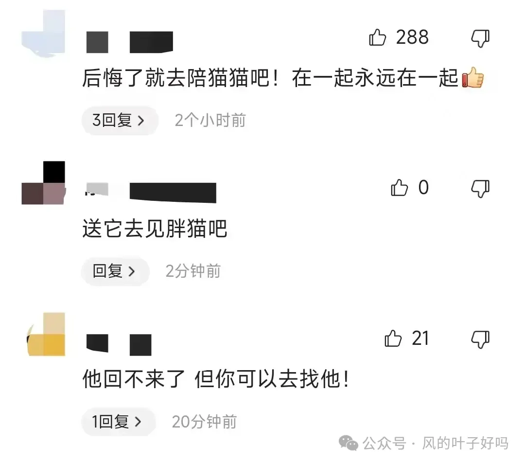 胖猫女友谭竹露脸回应很后悔：“只想和胖猫和好，想让猫猫回来”