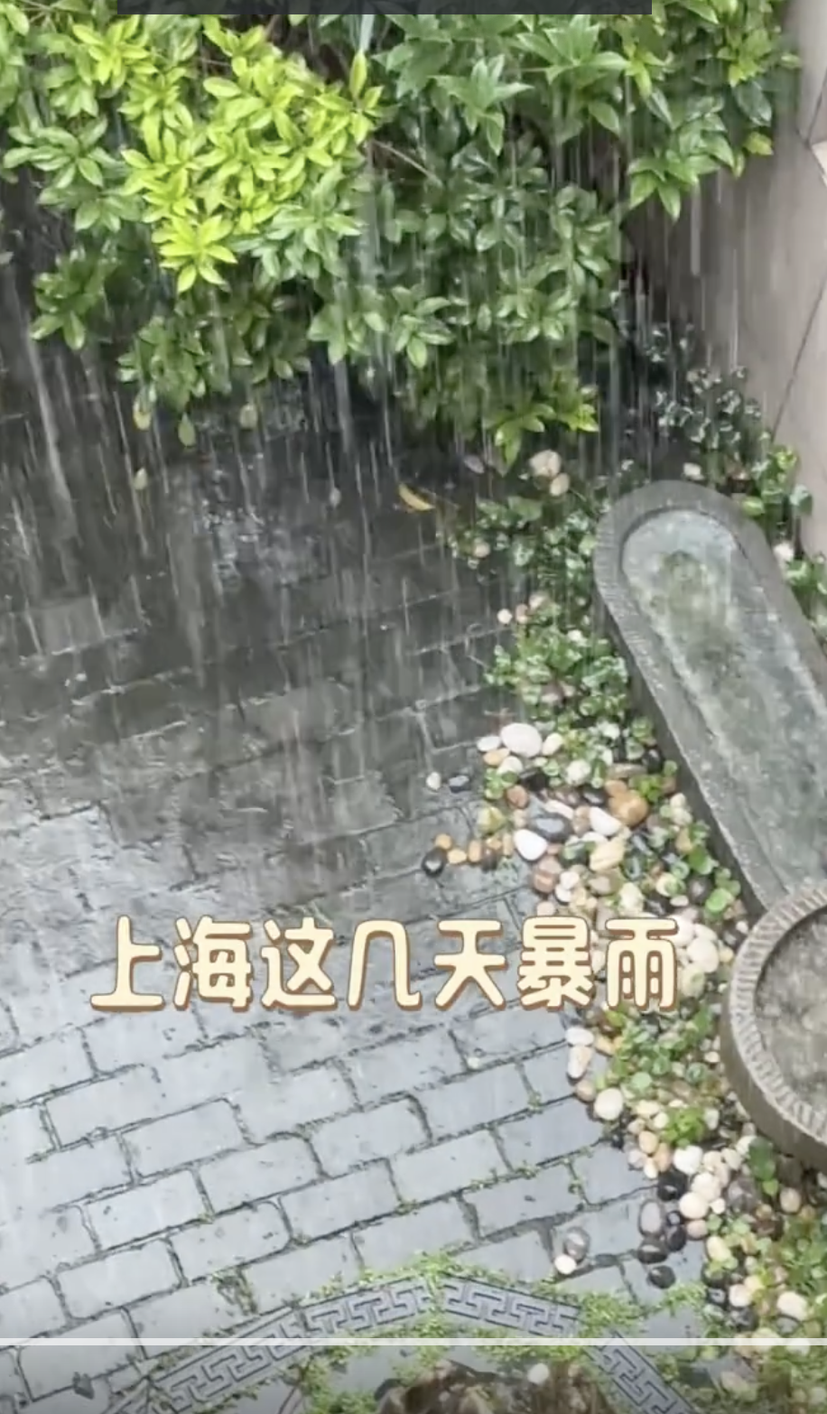 上海大雨陈赫「遭老罪」了， 陈龙在家撑伞，网友看热闹不嫌事大