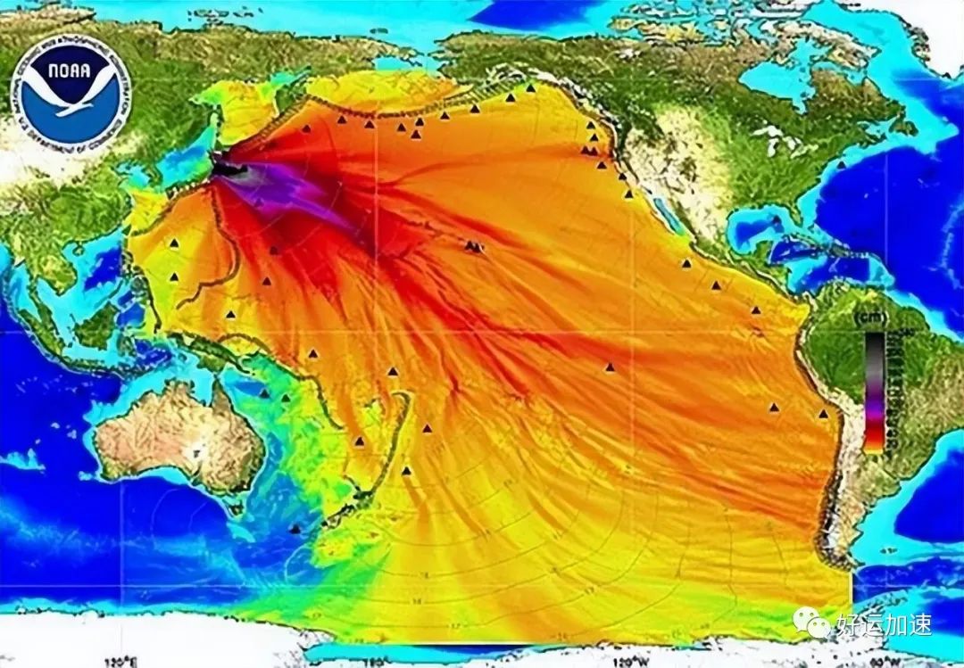 日本海岸连续出现大量死鱼，渔船都寸步难行  第11张