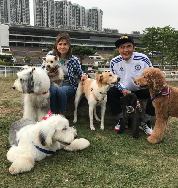 關禮傑夫妻支持領養曾同時養六狗 分享英國古牧羊犬靈性小故事  第2张