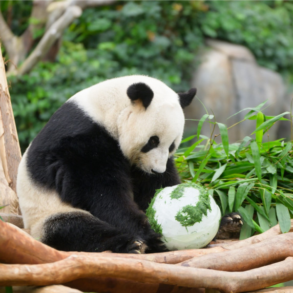 海洋公園樂樂盈盈喜迎雙胞胎熊貓B 湯盈盈狂收恭賀：搞到我都想生  第1张